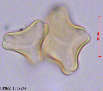 ISEM 1/Gaiadendron_punctatum_29112/Gaiadendron_punctatum_29112_0001(copy)_thumb.jpg